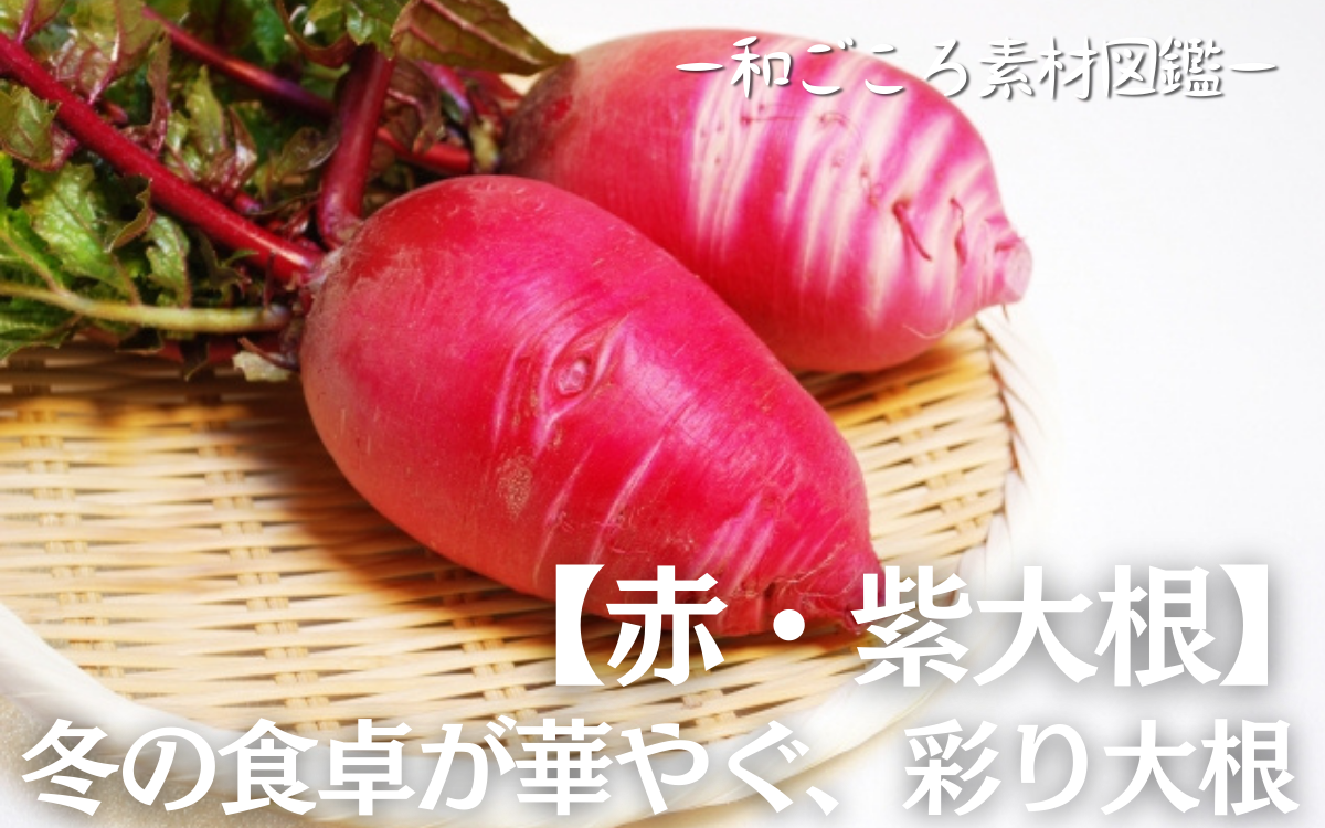 赤・紫大根】種類と名産地・保存とおすすめレシピ｜冬の彩り野菜｜和 